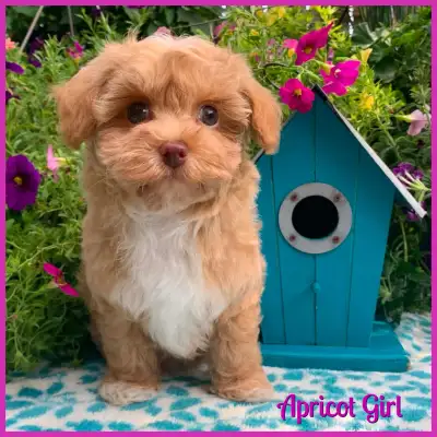 Gorgeous Nonshedding Toy Size Apricot Havapoo Baby Girl!, View more