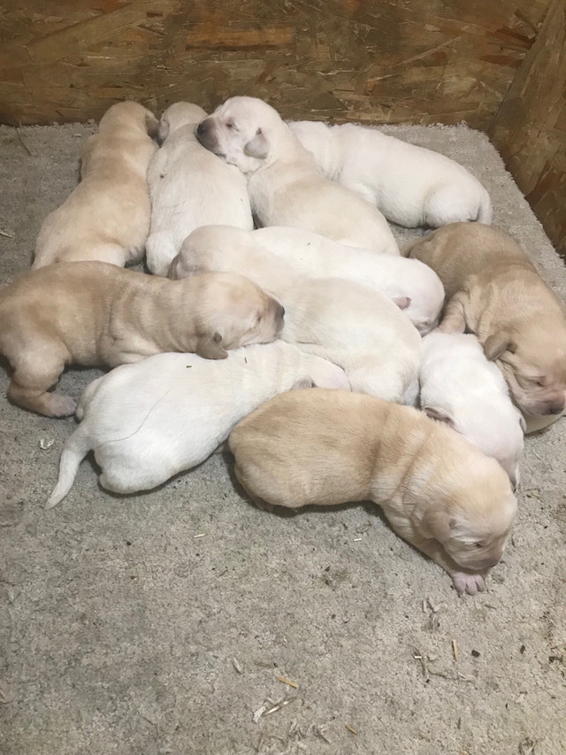 CKC REGISTERED PUREBRED ENGLISH LABRADOR PUPS HEALTH TESTED  in Dogs & Puppies for Rehoming in Winnipeg - Image 3