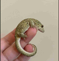 Recherche  gecko vieillardi (caméléon) a donner 