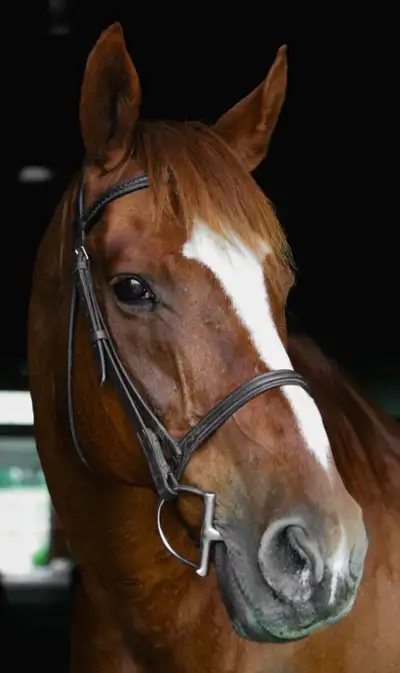 2 Thoroughbreds - Trail / Lesson, View more