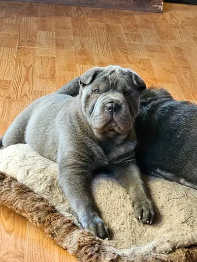 Sharpei Puppies, View more