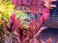 Rotala rotundifolia "Reddish" Vietnam - easy aquarium plant