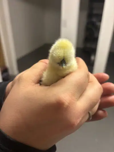 silkie eggs, View more