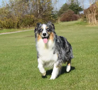 We have available two adult Australian Shepherds, looking for great retirement homes. Skye is a blue...