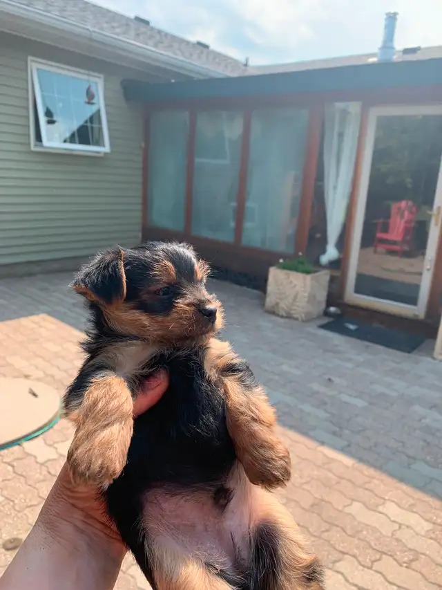 Yorkie puppies in Dogs & Puppies for Rehoming in Winnipeg - Image 3
