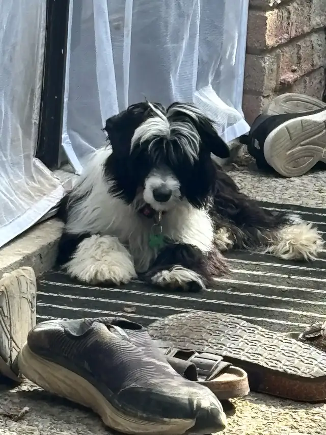 Chinese Crested in Dogs & Puppies for Rehoming in Cambridge - Image 11