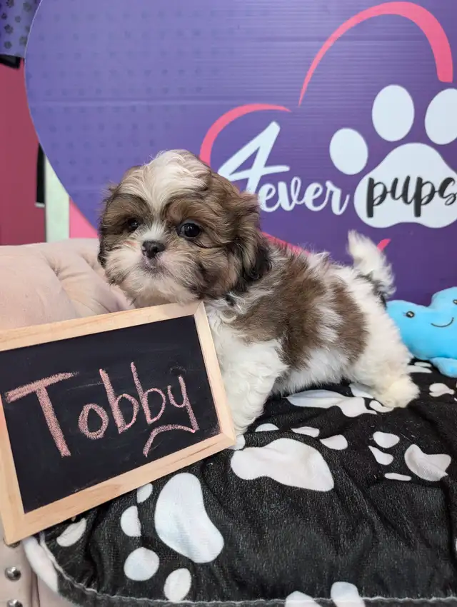 PURE Shih-tzu puppies *hypoallergenic *pedigree parents in Dogs & Puppies for Rehoming in City of Toronto - Image 8