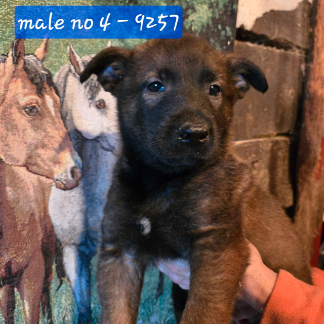 Beautiful Belgium Malinois   Puppies  Magnifiques Malinois dans Chiens et chiots à adopter  à Laval/Rive Nord - Image 4