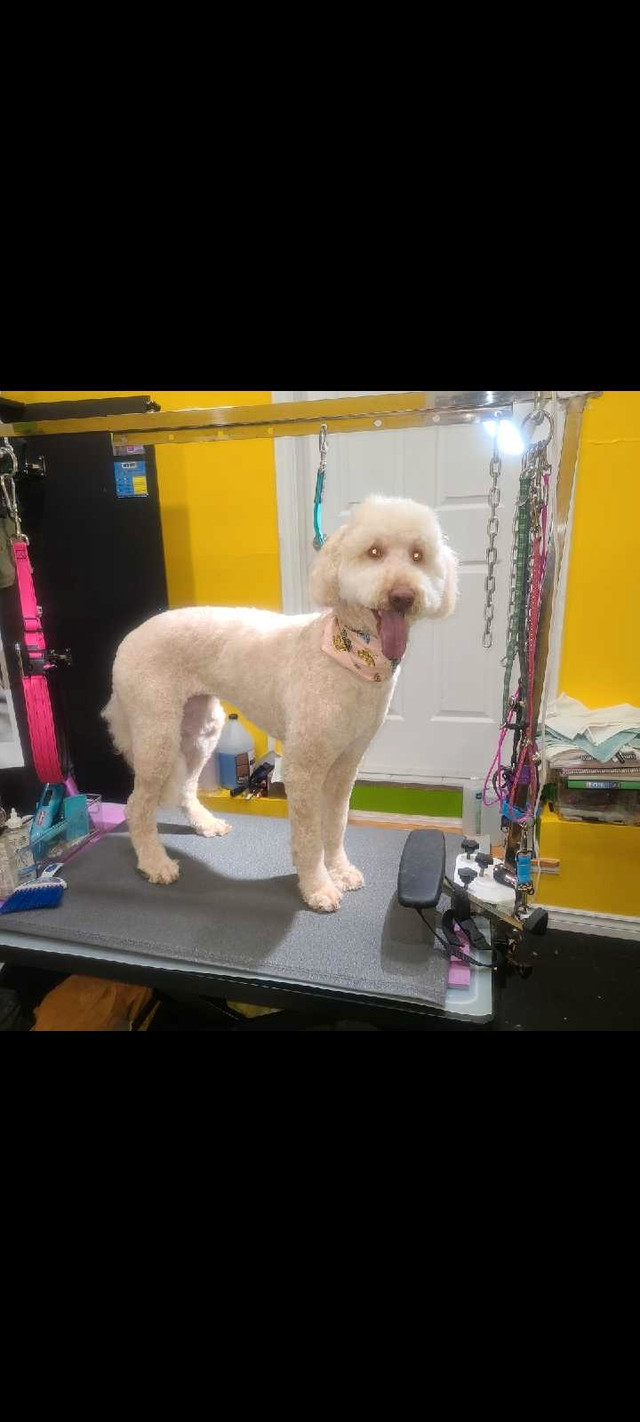 Pet's grooming in Scarborough  in Animal & Pet Services in City of Toronto - Image 2