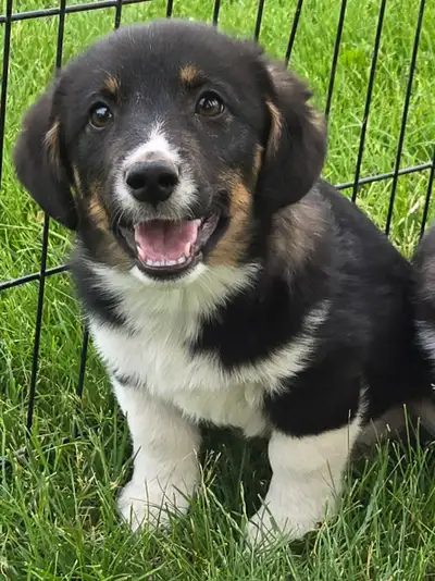 Corgi x Mini Aussie Male Puppy, View more