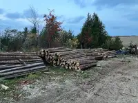 Cedar fence posts 