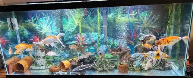 Gold fish in Fish for Rehoming in Mississauga / Peel Region - Image 11