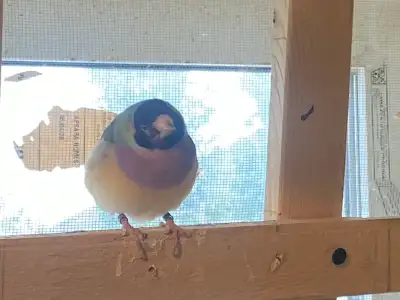 Gouldian Finches only 50/- each, View more