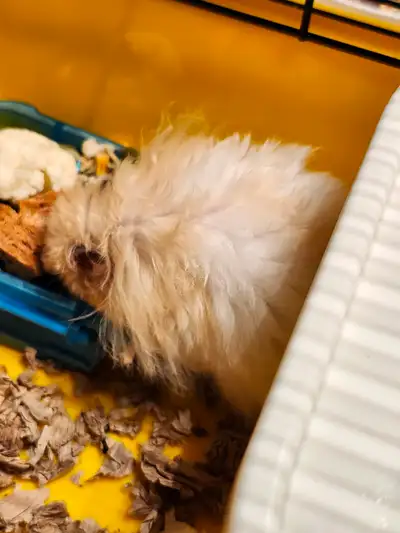 Hamster poilus a vendre !, View more
