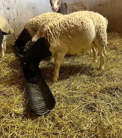 3 good looking purebred (no papers) Dorper rams available. Ready to breed. Born March 2025. Located...