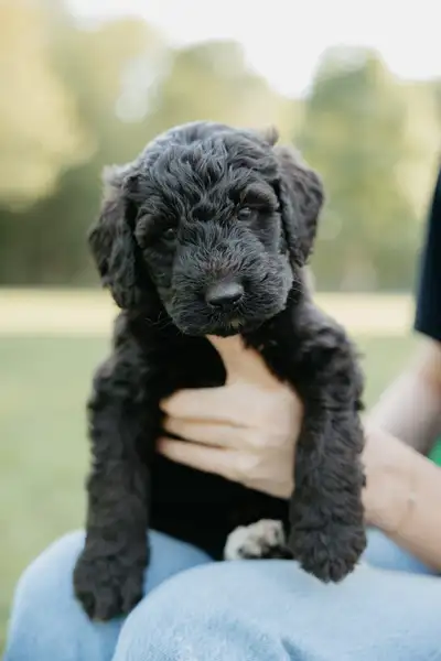 Bernedoodles standards, View more