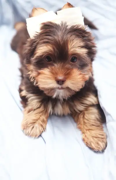 Chocolate and Biewer Yorkie Puppy Available for Adoption, View more