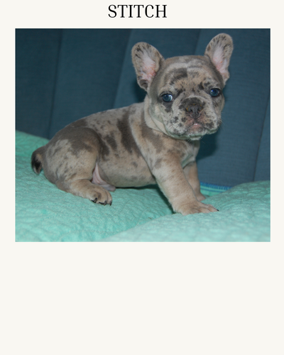 French Bulldog Puppies, View more
