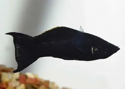 looking to take in unwanted platys, swordtails, mollys etc, View more