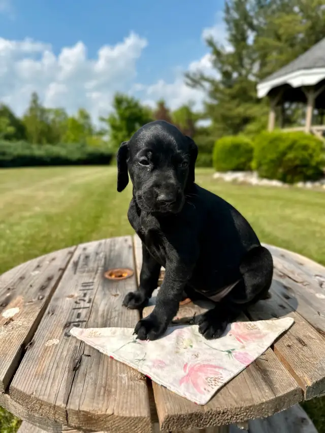 German shorthair pointer puppies in Dogs & Puppies for Rehoming in Oakville / Halton Region - Image 7