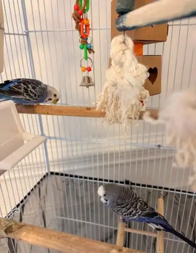 Budgie - Avi and Violet - Rehoming, View more