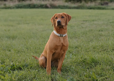 CKC Fox Red Lab Guardian Program, View more