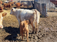Cow/calf pairs