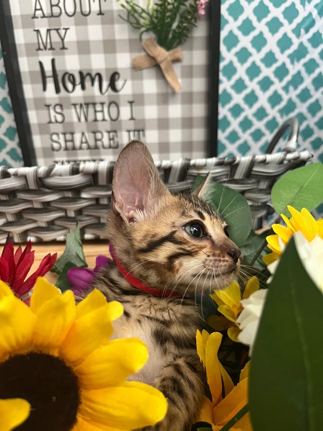 TICA registered brown glitter Bengal kittens! Cats & Kittens for