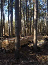 Pine lumber