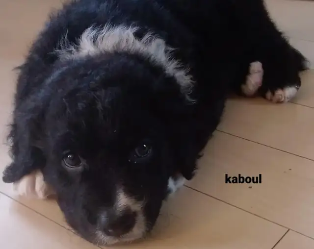 Chiots à vendre in Dogs & Puppies for Rehoming in Granby - Image 5