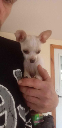 Chihuahua miniature 