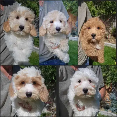 Beautoful Shihpoo Puppies for Sale, View more