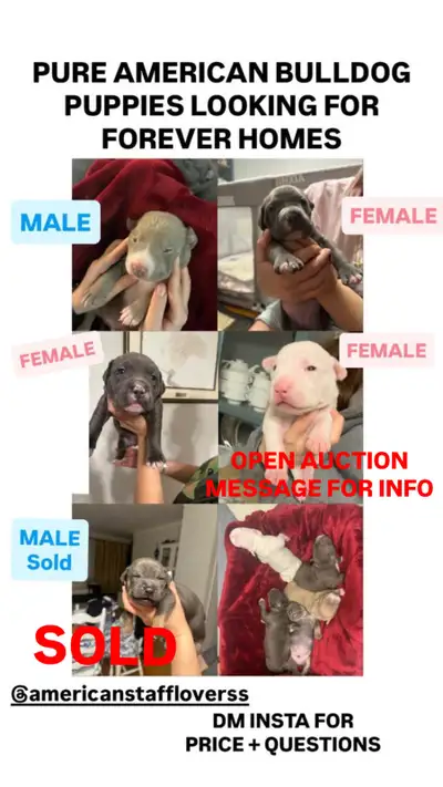 American bulldog puppies for sale, View more