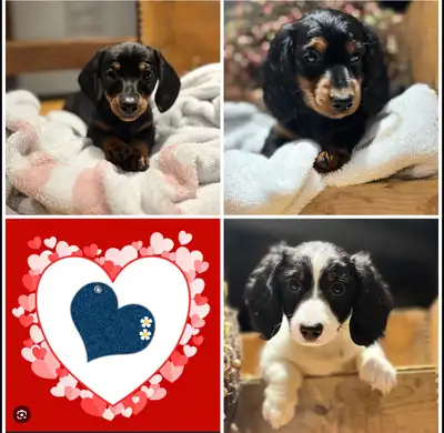 teckel Miniature, View more