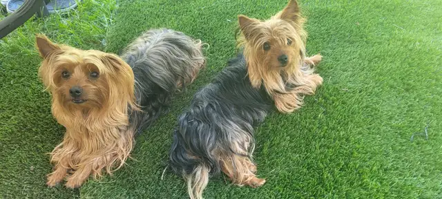 SOLD -  Pruebred Male Yorkies Puppies (Yorkshire, Yorkie) in Dogs & Puppies for Rehoming in Thunder Bay - Image 7