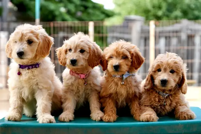 Goldendoodle Puppies in Dogs & Puppies for Rehoming in Mississauga / Peel Region - Image 2