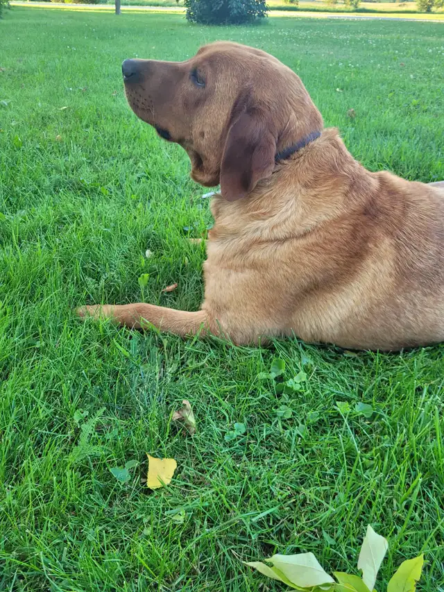 AKC Registered Red Fox Lab in Dogs & Puppies for Rehoming in Owen Sound - Image 5