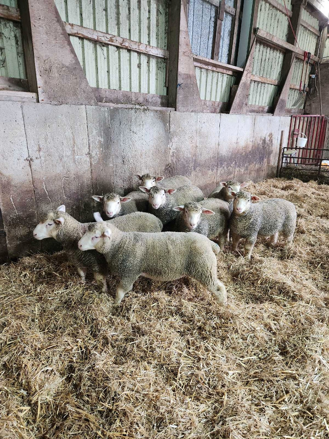 ile de france ram lambs  in Livestock in Owen Sound