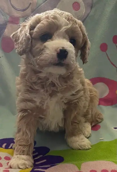 Gorgeous Cockapoo female puppies, View more