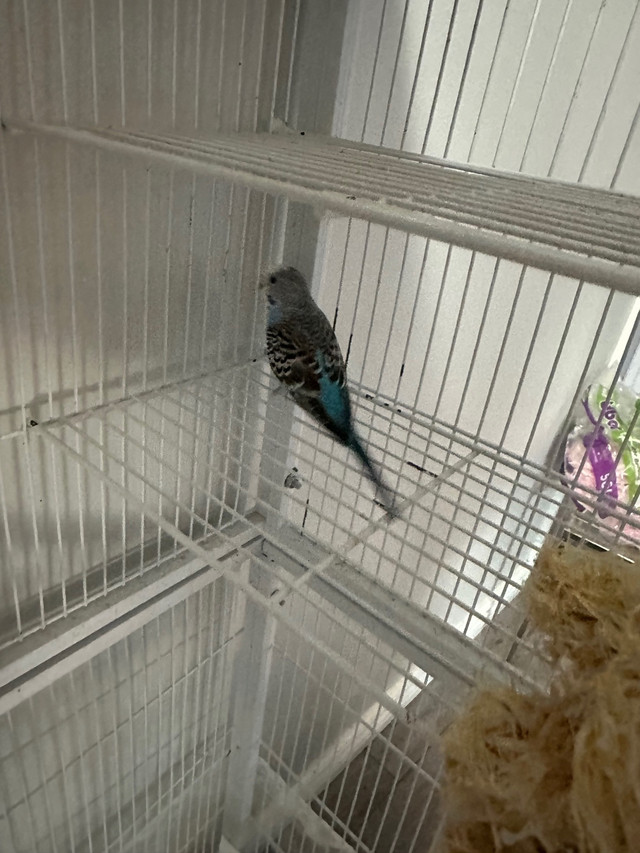 Proven breeding budgie trio. 2 female and 1 male  in Birds for Rehoming in Trenton - Image 3