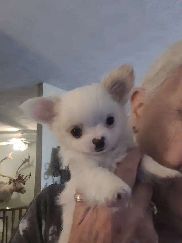 Long coat chihuahua puppies in Dogs & Puppies for Rehoming in Kitchener / Waterloo - Image 3