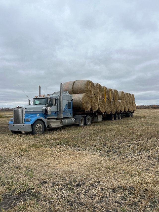 2023 barley straw  in Livestock in Saskatoon - Image 2