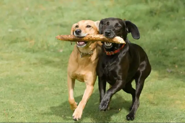 Walkin'N'Waggin in Ottawa's East End since 2010 in Animal & Pet Services in Ottawa - Image 2
