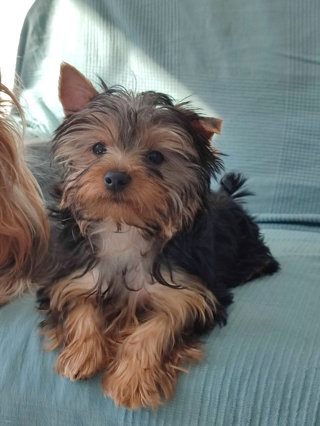 Adorable Yorkie Puppies - Only 1 Boys Left! in Dogs & Puppies for Rehoming in Winnipeg