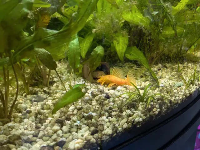 Gold Bristlenose pleco for sale in Fish for Rehoming in Markham / York Region - Image 3