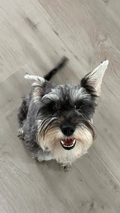 Miniature Schnauzer - Male, View more