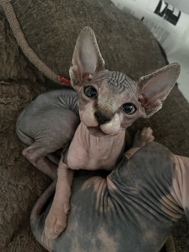 Sphynx calico/tabby dans Chats et chatons à adopter  à Ouest de l’Île - Image 3