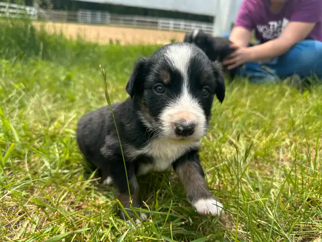 Chiot Border Collie in Dogs & Puppies for Rehoming in Trois-Rivières - Image 7