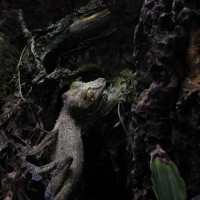 Giant leaftailed gecko pair