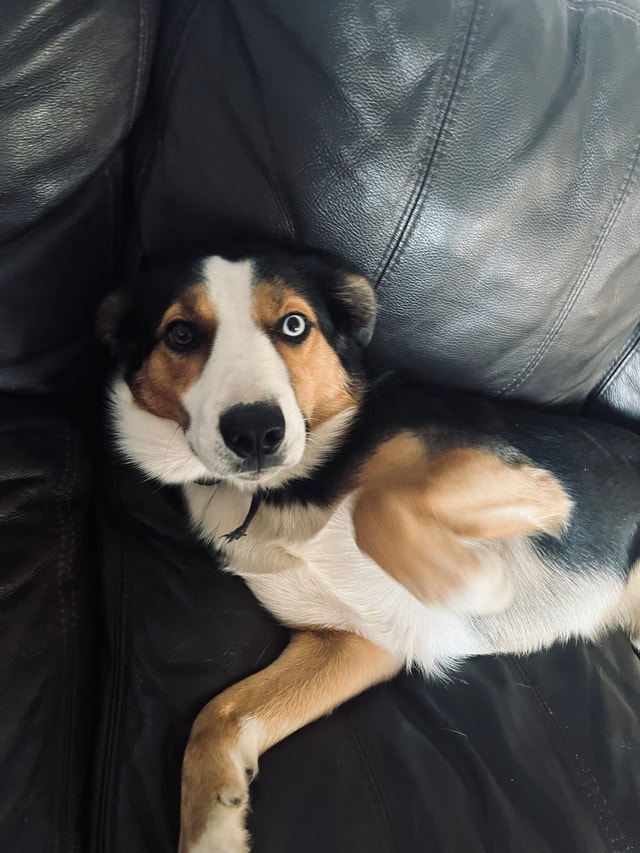 Australian shepherd border collie mix Dogs & Puppies for Rehoming